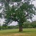 MARDI 27 MAI 2025 ARBRE MAJESTUEUX