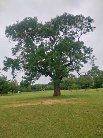 MARDI 27 MAI 2025 ARBRE MAJESTUEUX